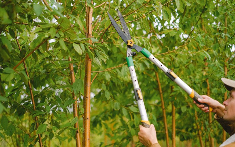 Tree trimming in Flowery Branch, GA