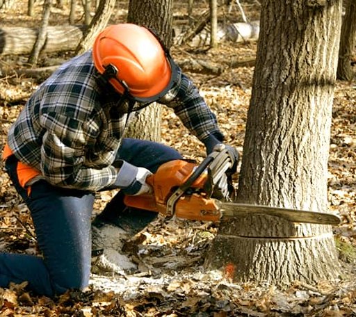 Tree Removal in Flowery Branch, GA